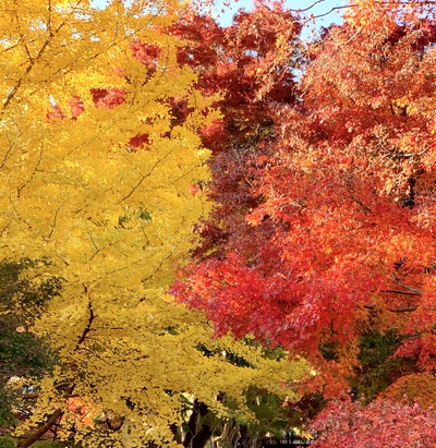 ★紅葉狩り★ ★紅葉狩り★