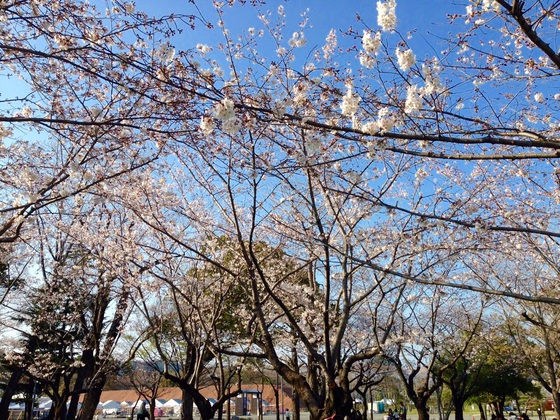 桜の季節に。 桜の季節に。