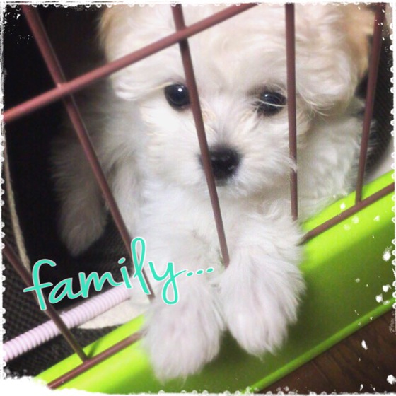 ☆New family!!!☆ ☆New family!!!☆
