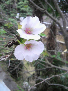 枯れ木に花が!