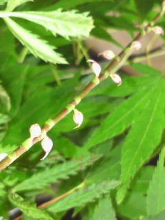 知らなかったぁ~。