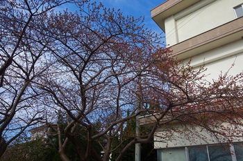 第28回河津桜まつりが開幕致しました。