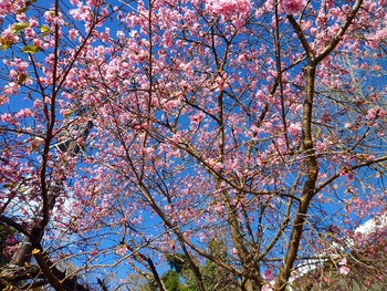 本日より本年度の河津桜開花情報更新を開始致しました。