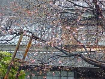 河津桜の開花が進んでおります