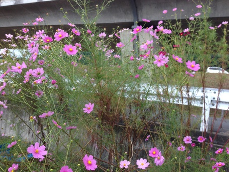 夏の花と秋の花 夏の花と秋の花