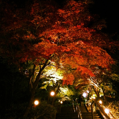 虹の郷の紅葉 虹の郷の紅葉