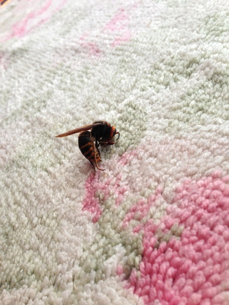 蜂ですか!? 蜂ですか!?