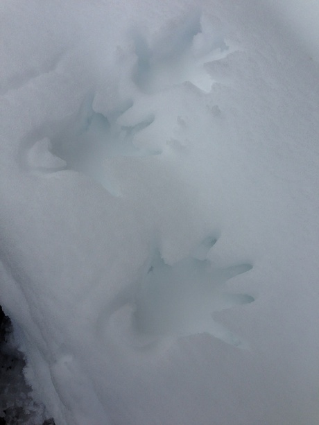 積雪
