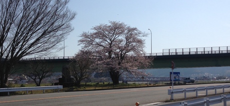 お花見しましたか? お花見しましたか?