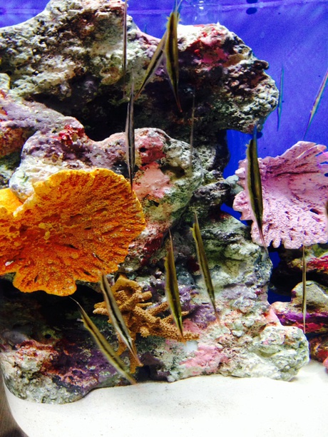 沼津深海水族館 沼津深海水族館