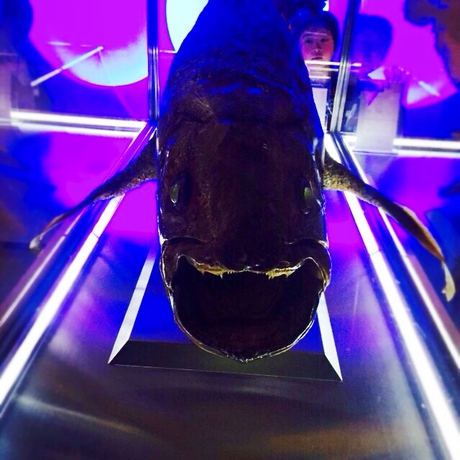 沼津深海水族館 沼津深海水族館