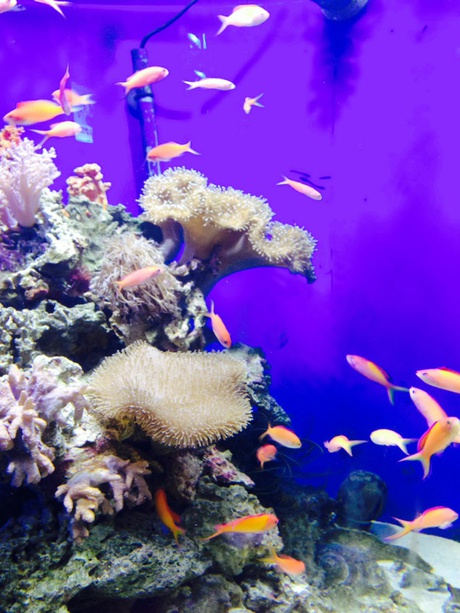 沼津深海水族館 沼津深海水族館