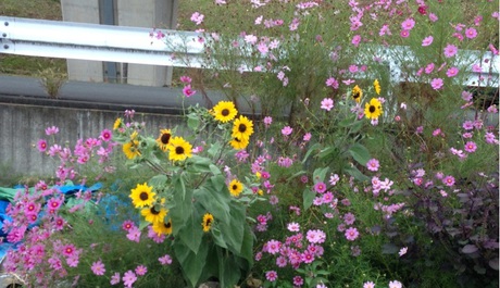 夏の花と秋の花 夏の花と秋の花