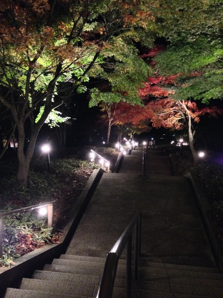 虹の郷もみじライトアップ
