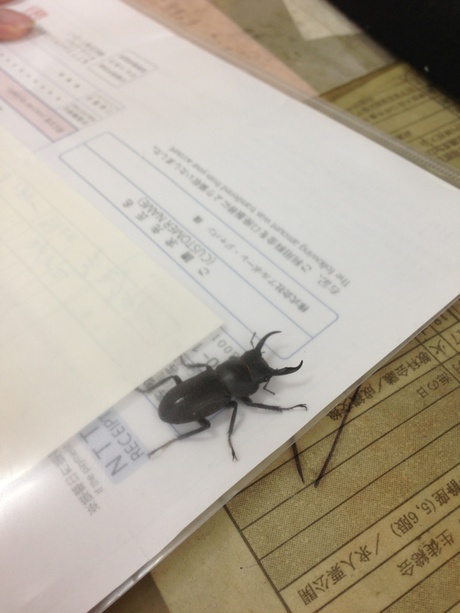 クワガタが