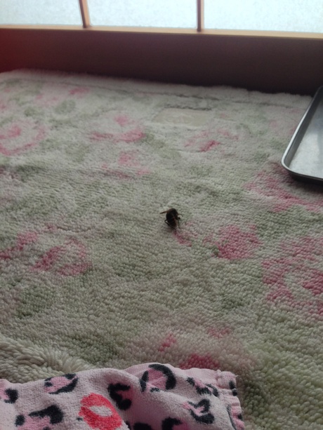 蜂ですか!? 蜂ですか!?