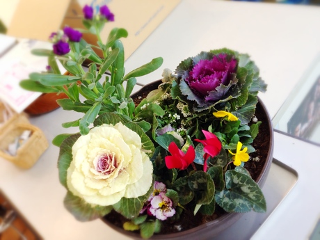 寄せ植え