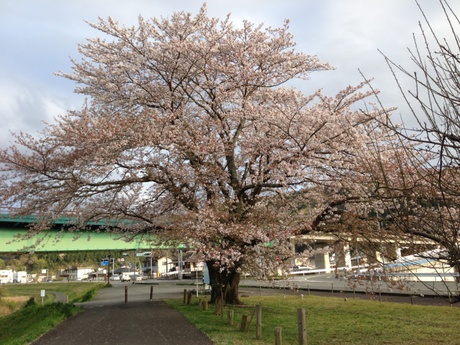 お散歩 お散歩