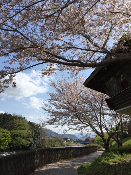 お花見 お花見