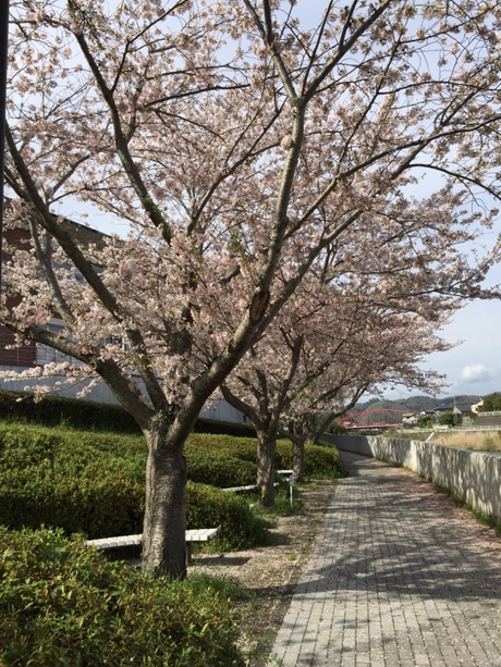 お花見 お花見