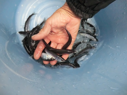 アユ稚魚を放流しました(漁場案内付き) アユ稚魚を放流しました(漁場案内付き)