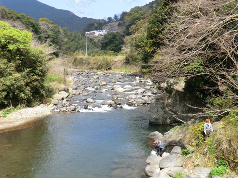アユ稚魚を放流しました(漁場案内付き) アユ稚魚を放流しました(漁場案内付き)
