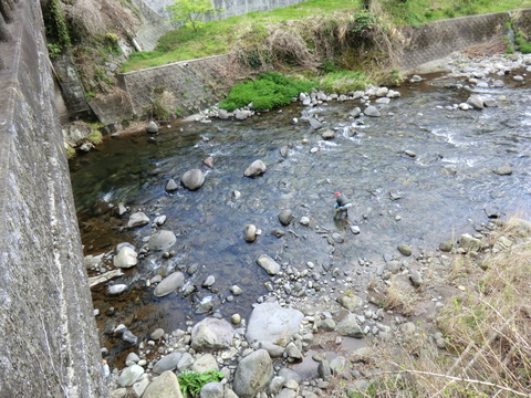 アユ稚魚を放流しました(漁場案内付き) アユ稚魚を放流しました(漁場案内付き)