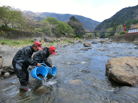 アユ稚魚を放流しました(漁場案内付き) アユ稚魚を放流しました(漁場案内付き)