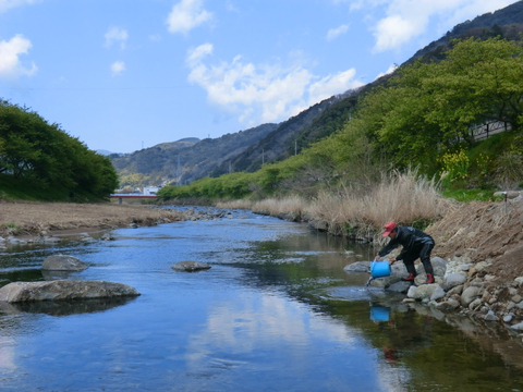 アユ稚魚を放流しました(漁場案内付き) アユ稚魚を放流しました(漁場案内付き)