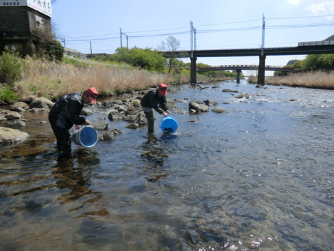 アユ稚魚を放流しました(漁場案内付き) アユ稚魚を放流しました(漁場案内付き)