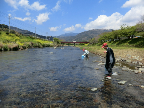 アユ稚魚を放流しました(漁場案内付き) アユ稚魚を放流しました(漁場案内付き)