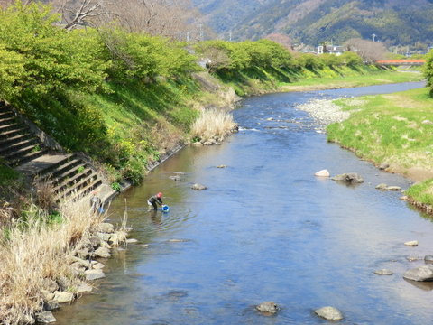アユ稚魚を放流しました(漁場案内付き) アユ稚魚を放流しました(漁場案内付き)