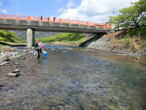 アユ稚魚を放流しました(漁場案内付き) アユ稚魚を放流しました(漁場案内付き)