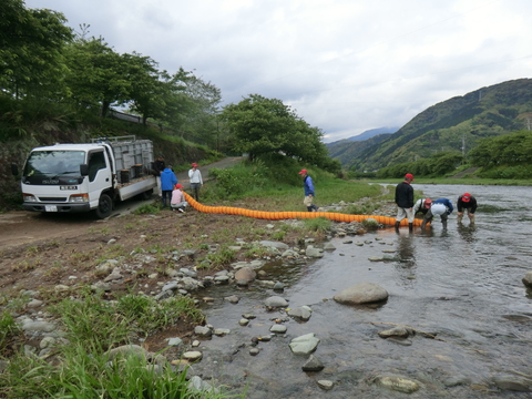 小学生のアユ体験放流を行いました 小学生のアユ体験放流を行いました