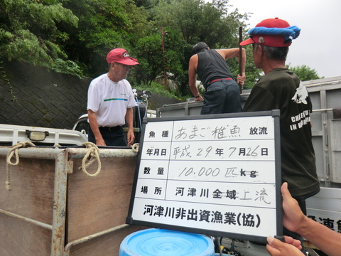 7/26アマゴ稚魚を放流しました 7/26アマゴ稚魚を放流しました