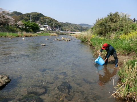 4.2アユ稚魚300kg放流しました 4.2アユ稚魚300kg放流しました