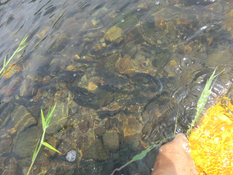 アユ成魚とウナギを放流 アユ成魚とウナギを放流