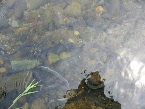 アユ成魚とウナギを放流 アユ成魚とウナギを放流