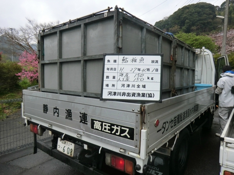 4月1日稚鮎300kg(約5万5千尾)放流 4月1日稚鮎300kg(約5万5千尾)放流