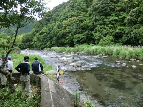 好調!河津川あゆ試し釣り 好調!河津川あゆ試し釣り