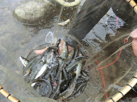 好調!河津川あゆ試し釣り 好調!河津川あゆ試し釣り
