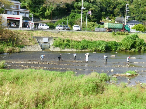 アユの産卵場を整備しました アユの産卵場を整備しました