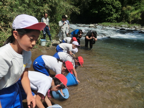小学生によるアユ稚魚の体験放流を実施 小学生によるアユ稚魚の体験放流を実施