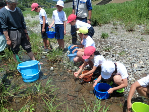 小学生によるアユ稚魚の体験放流を実施 小学生によるアユ稚魚の体験放流を実施