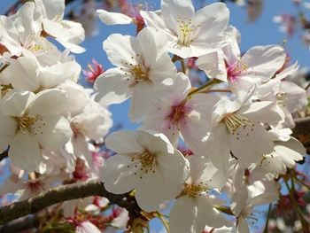 花盛りのお散歩タイム♪ 花盛りのお散歩タイム♪