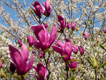 花盛りのお散歩タイム♪ 花盛りのお散歩タイム♪