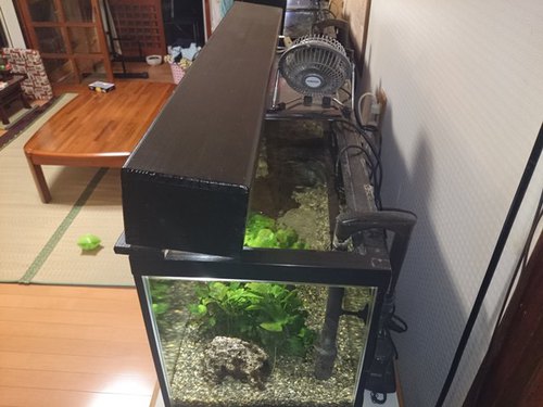 上がってきました。 上がってきました。