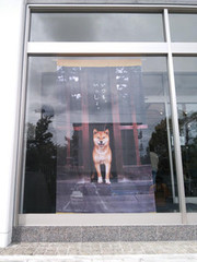 岩合光昭写真展『いぬ』佐野美術館に行って来ました。