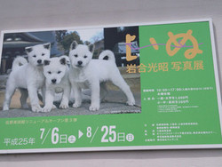 岩合光昭写真展『いぬ』佐野美術館に行って来ました。