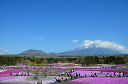 富士芝桜まつりに行ってきました。